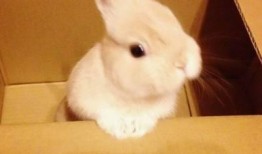 快手小兔子爆料视频大全,趣味瞬间，欢乐集结